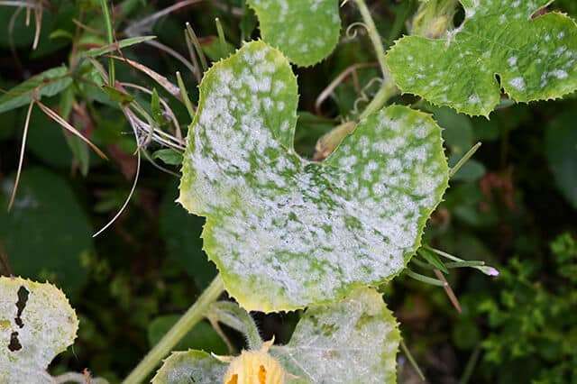 oïdium sur les feuilles de courgette blanches