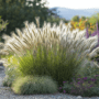 À la découverte du Pennisetum, l’herbe aux écouvillons