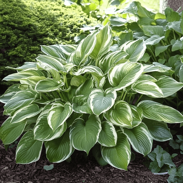 hosta inondation jardin