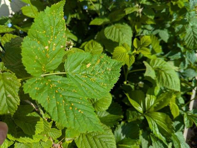 feuille de framboisier atteint de la rouille du framboisier