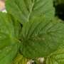  Rouille du framboisier 🌿 : Causes, prévention et traitements