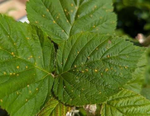 Rouille du framboisier 🌿 : Causes, prévention et traitements