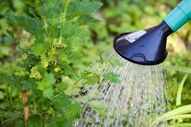 arrosage responsable du jardin