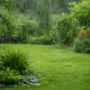 Les plantes résistantes aux orages