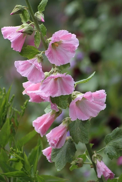 belle tige de roses tremieres