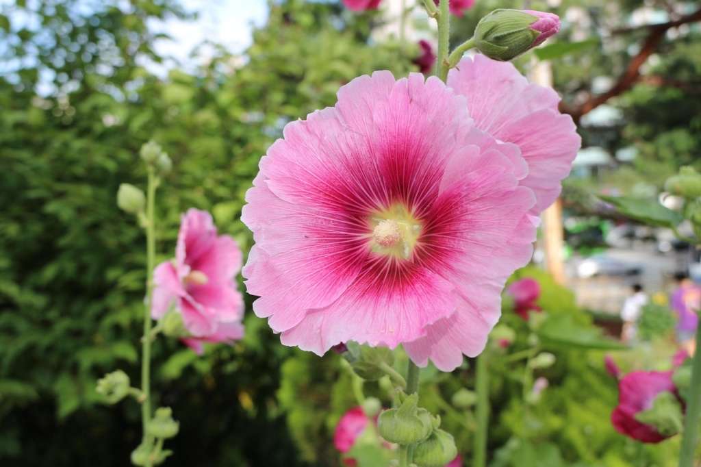 rose tremiere fleuraison
