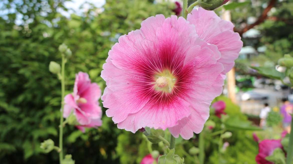 Roses Trémières : Guide de culture et d’entretien