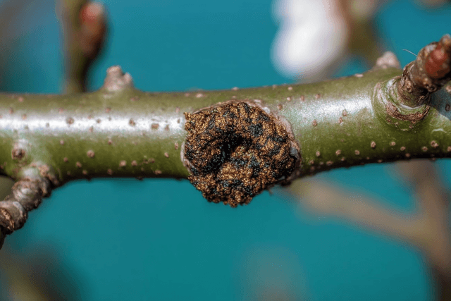 Le Chancre du Pommier : les signes qui ne trompent pas (et comment sauver votre arbre)
