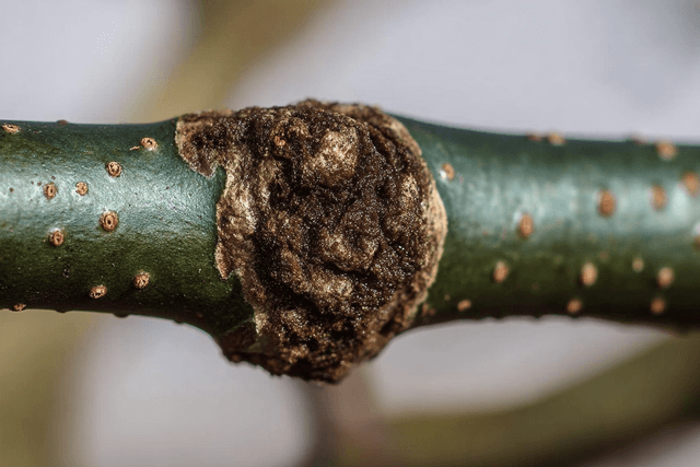 chancre du pommier petite branche-le-jardin-de-ma-mere