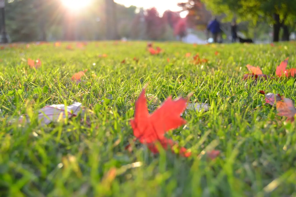 gazon verte et feuille morte d'automne