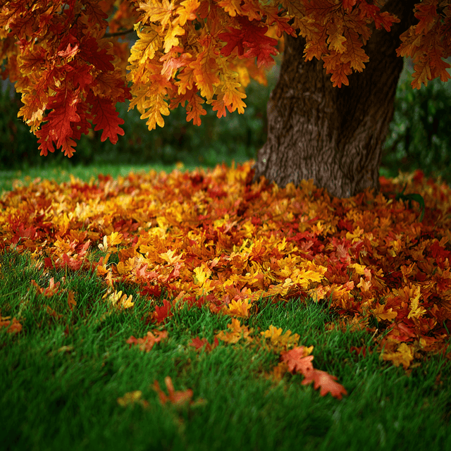 tas de feuilles mortes sous un arbre-le-jardin-de-ma-mere