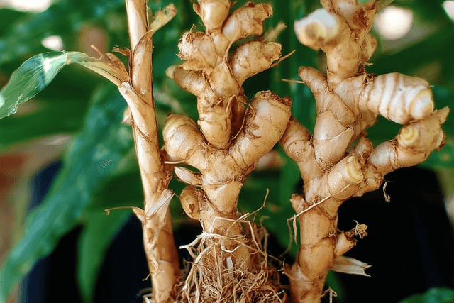tubercules de gingembre qui poussent