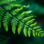 Fougères à l’ombre : les plantes parfaites pour les zones difficiles