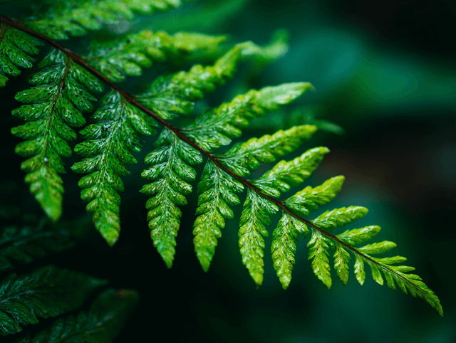 Fougères à l’ombre : les plantes parfaites pour les zones difficiles