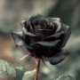 La rose noire dans l’histoire et la culture : symbole et significations