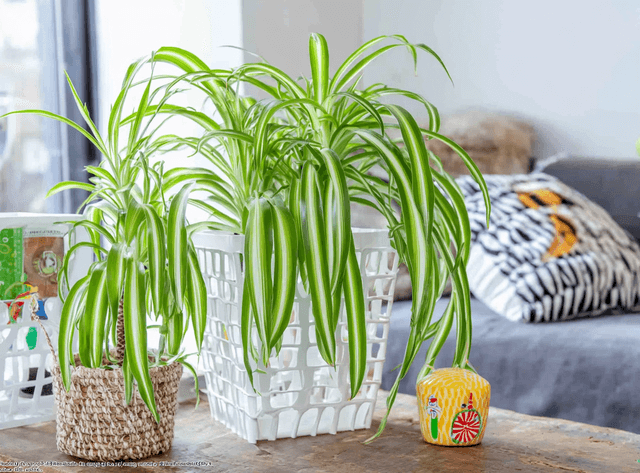 Un petit peu de verdure pour égayer soon bureau !