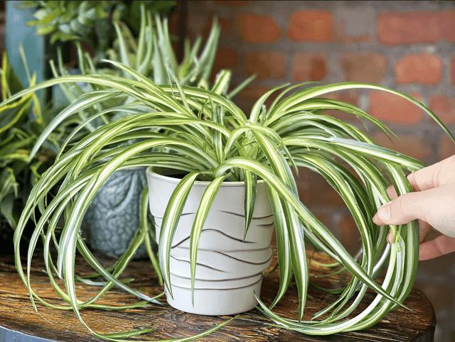 Tout savoir sur la plante araignée : histoire, bienfaits et entretien