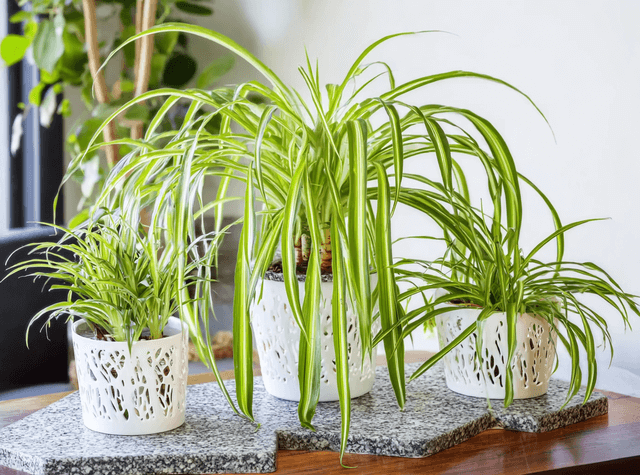 Facile à entretenir, la plante araignée est agréable à regarder.