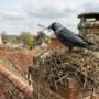 Nid de choucas dans la cheminée : que faire sans enfreindre la loi ?